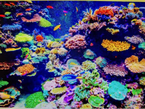 CORAL apartment